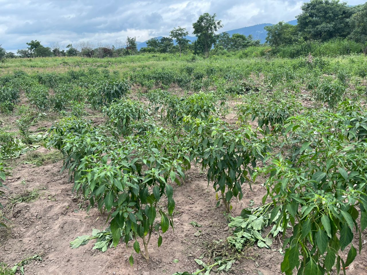 A scenic view of the farm with mountains in the background