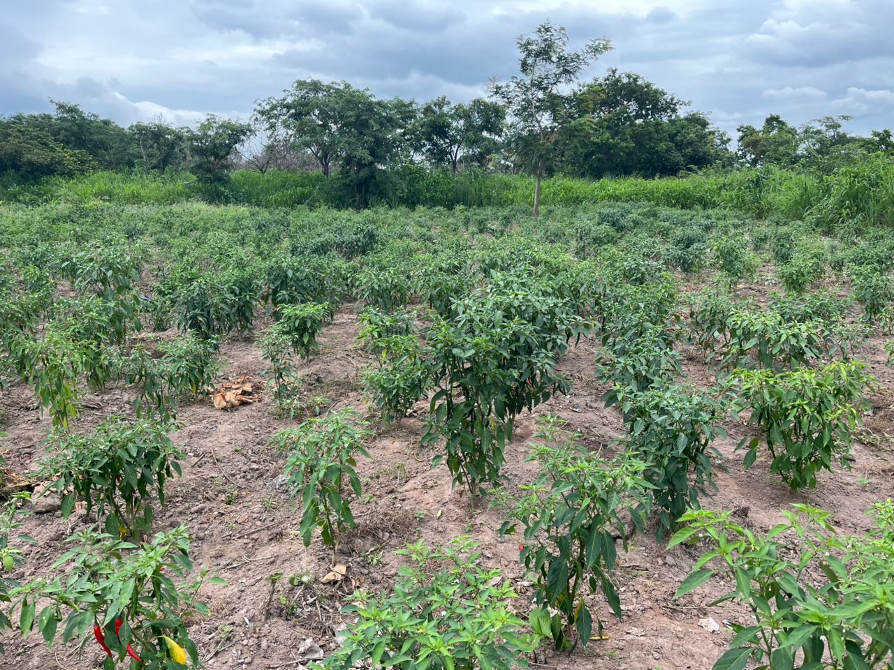 Another view of the pepper plants