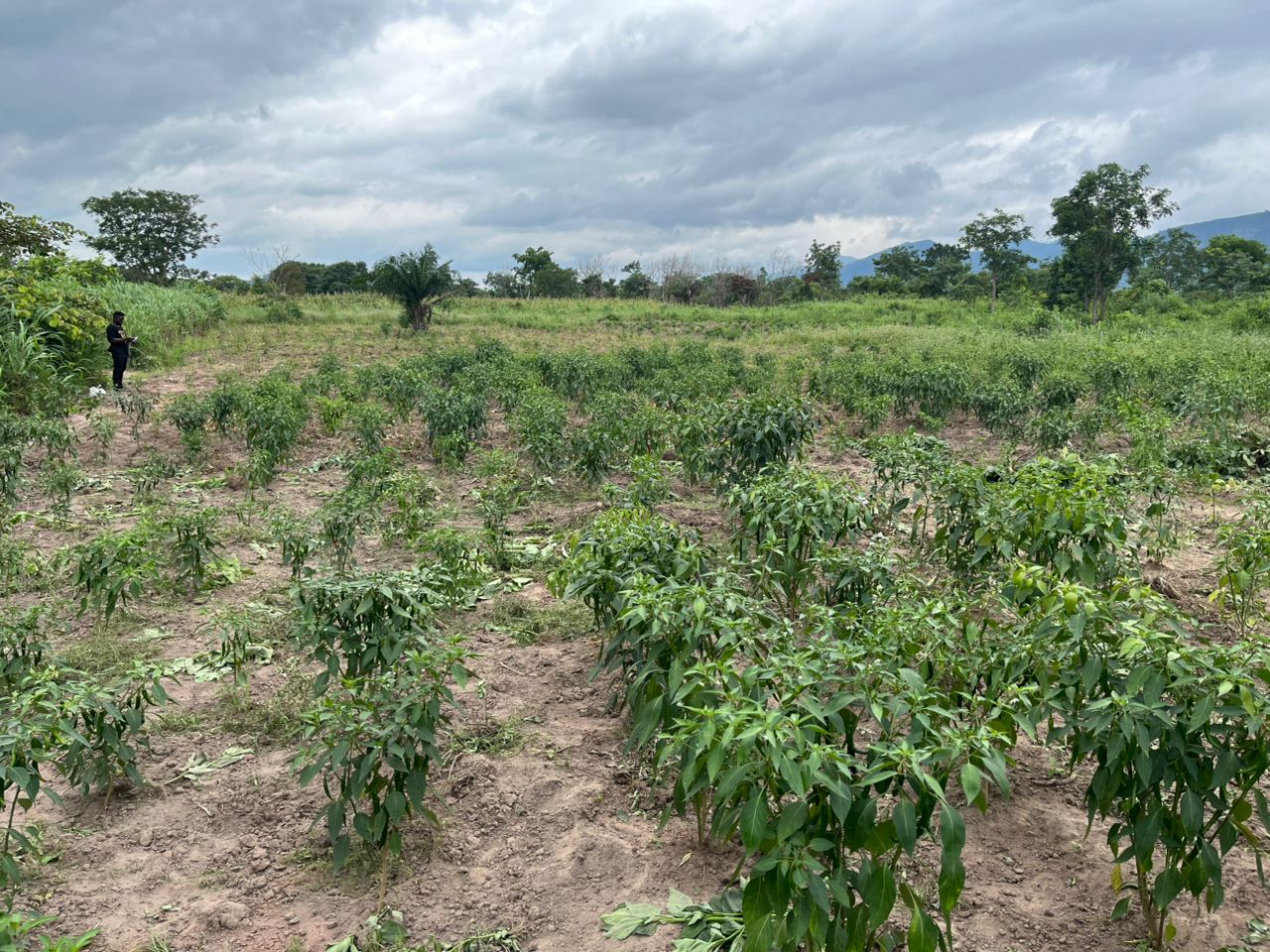 A view of the pepper plants in the field