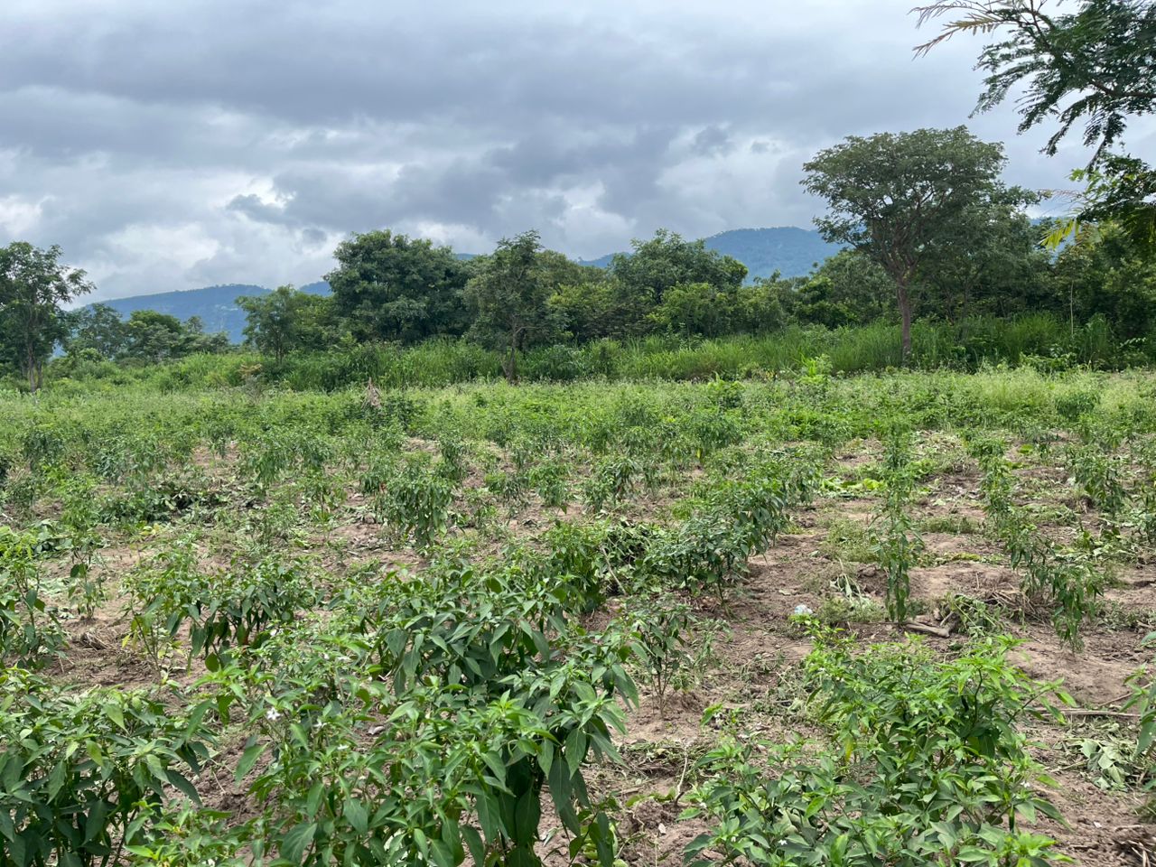 A different view of the pepper field