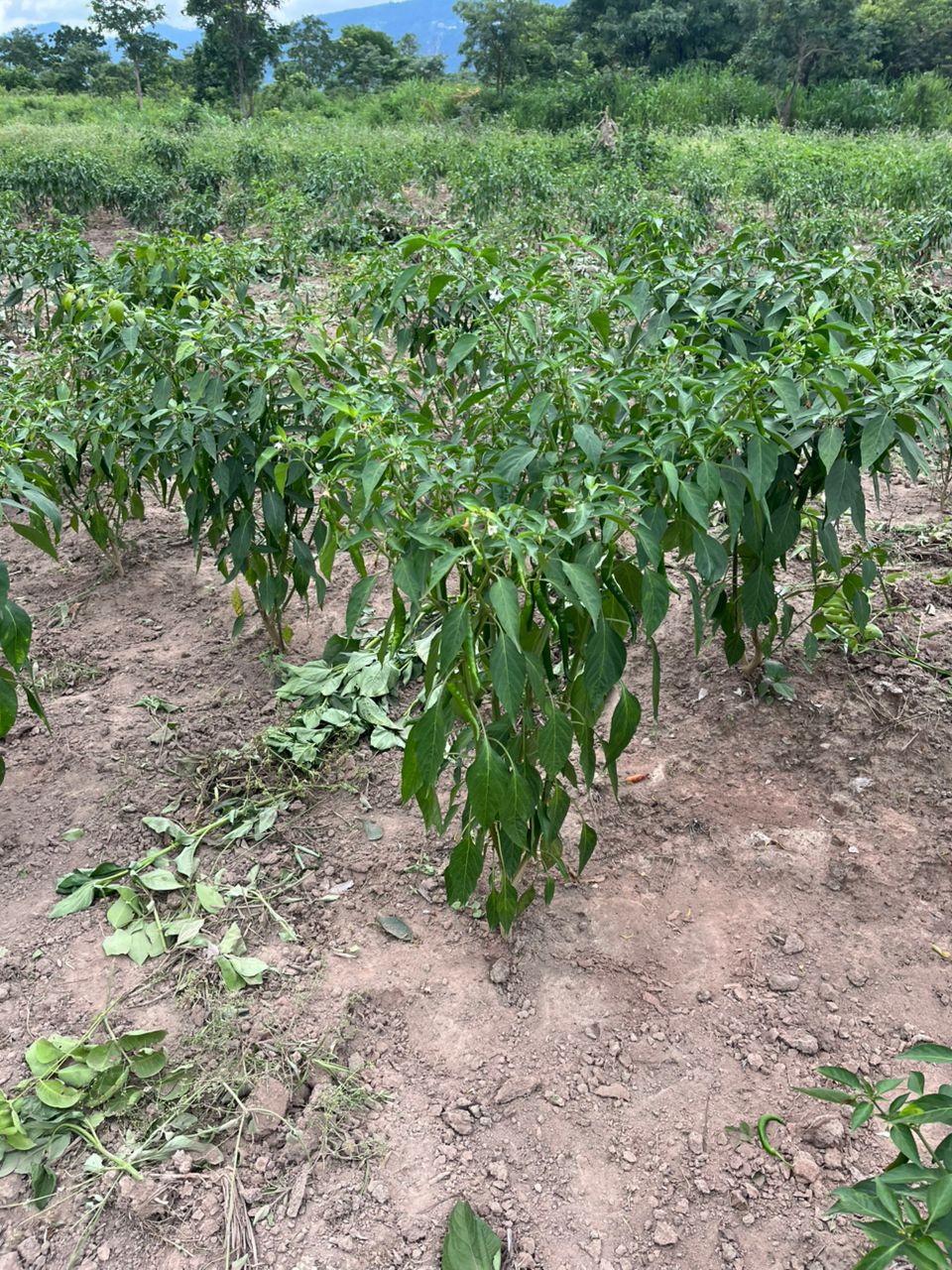 A row of pepper plants with small peppers
