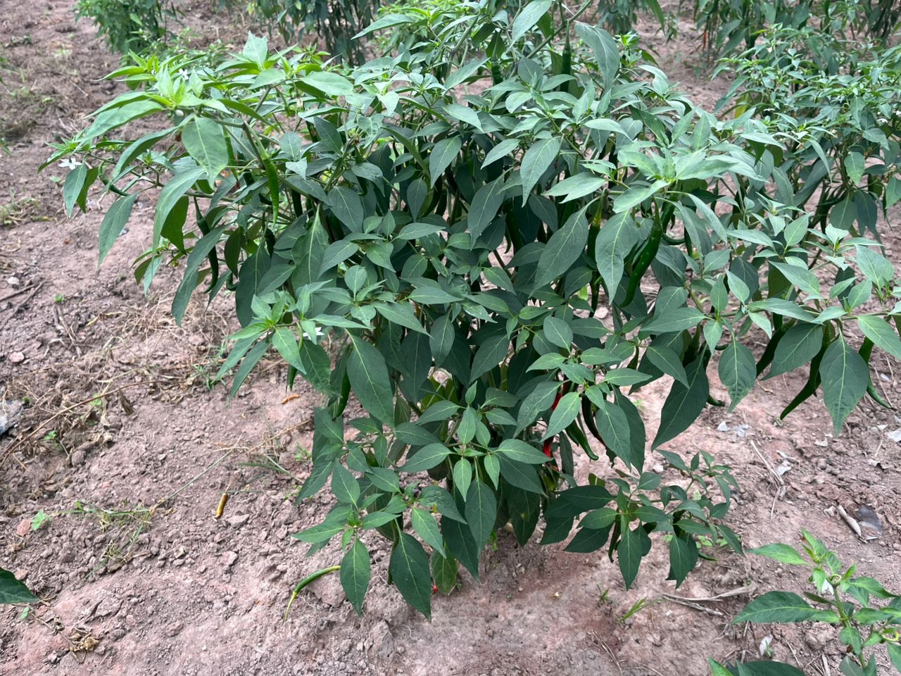 A close-up of a single pepper plant with peppers